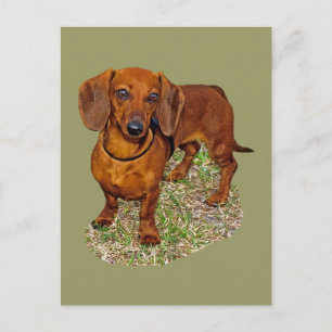 Dackel Miniaturgeschenk Postkarte