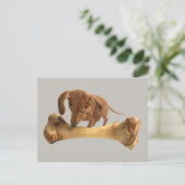 Dackel mit großem Knochen Postkarte (Stehend Vorderseite)