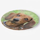 Dackel Pappteller (Schrägansicht)