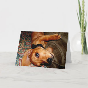 Dackel Pet Puppy Karte