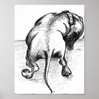 Dackel Poster