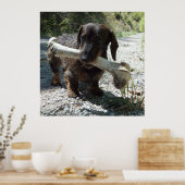 Dackel Poster (Küche)