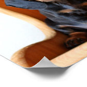 Dackel Poster (Ecke)