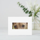 Dackel Postkarte (Stehend Vorderseite)