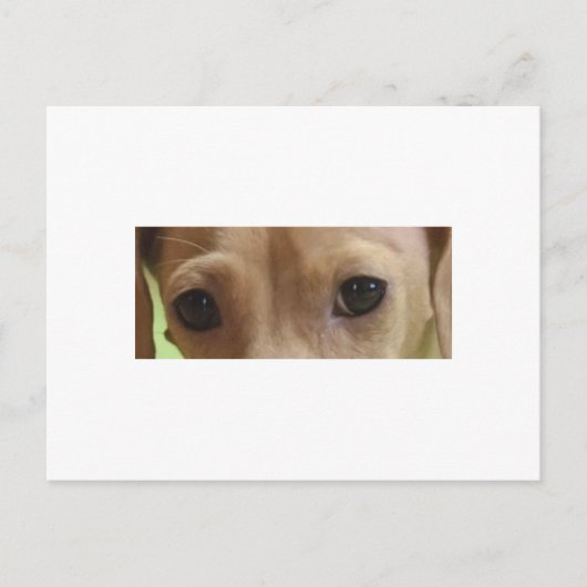 Dackel Postkarte (Vorderseite)