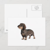 Dackel Postkarte (Vorne/Hinten)