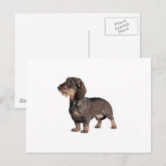 Dackel Postkarte (Vorne/Hinten)
