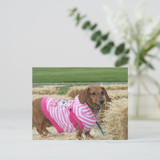 Dackel Postkarte (Stehend Vorderseite)