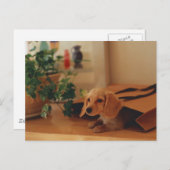 Dackel Postkarte (Vorne/Hinten)