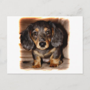 Dackel Postkarte