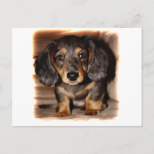 Dackel Postkarte (Vorderseite)
