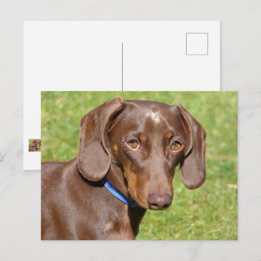 Dackel Postkarte (Vorne/Hinten)