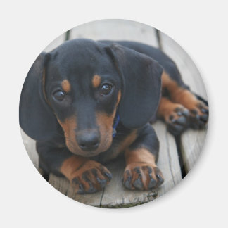 Dackel Puppy Black Magnet