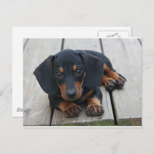 Dackel Puppy Black Postkarte (Vorne/Hinten)