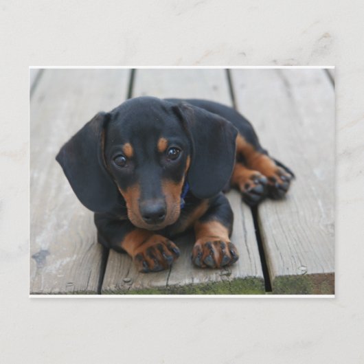 Dackel Puppy Black Postkarte (Vorderseite)