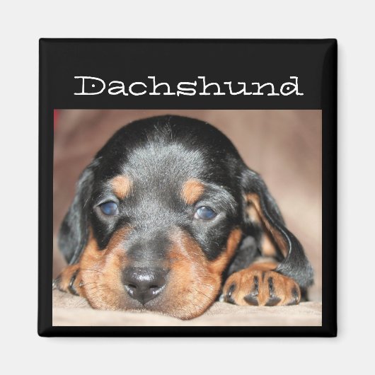 Dackel Puppy Magnet (Vorne)