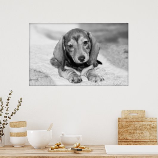 Dackel Puppy Poster (Küche)