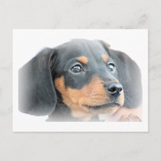 Dackel Puppy Postkarte (Vorderseite)