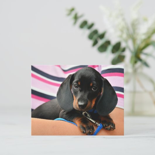 Dackel Puppy Postkarte (Stehend Vorderseite)