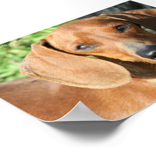 Dackel Red Smoothcoat Foto Poster (Ecke)