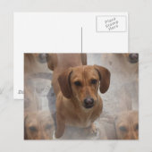 Dackel Rettung Postkarte (Vorne/Hinten)