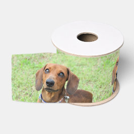 Dackel Ripsband