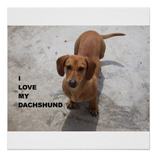 Dackel Rote Liebe Poster