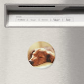 Dackel Schlafen Magnet (In Situ (Geschirrspüler))