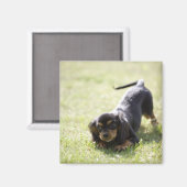Dackel (schwarz) 2 magnet (Vorderseite/Rückseite)