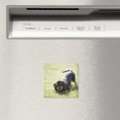 Dackel (schwarz) 2 magnet (In Situ (Geschirrspüler))