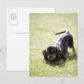 Dackel (schwarz) postkarte (Vorne/Hinten)