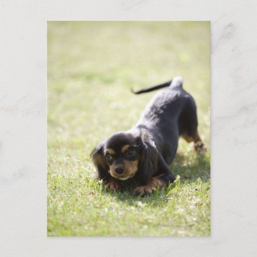 Dackel (schwarz) postkarte (Vorderseite)