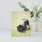 Dackel (schwarz) postkarte (Stehend Vorderseite)