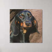 Dackel schwarz und braun leinwanddruck (Vorderseite)