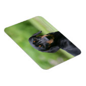 Dackel "Schwarz und Tan" 1 Magnet (Rechte Seite)