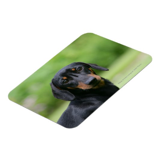 Dackel "Schwarz und Tan" 1 Magnet (Linke Seite)