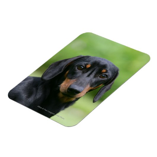 Dackel "Schwarz und Tan" 1 Magnet (Linke Seite)