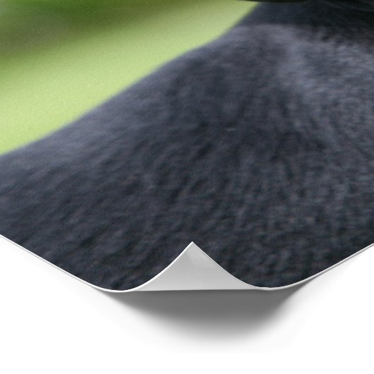 Dackel "Schwarz und Tan" 1 Poster (Ecke)