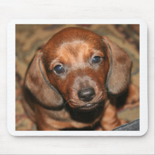 Dackel-Welpe einer Mousepad