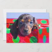 Dackel Welpe in Geschenkboxen (Vorderseite)