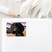 Dackel-Welpe niedlich (Insitu)