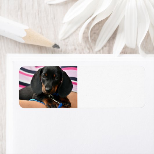 Dackel-Welpe niedlich (Insitu)