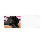 Dackel-Welpe niedlich (Vorne)