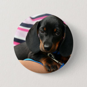 Dackel-Welpe niedlich Button