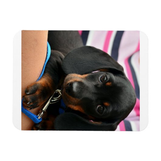 Dackel-Welpe niedlich Magnet (Horizontal)