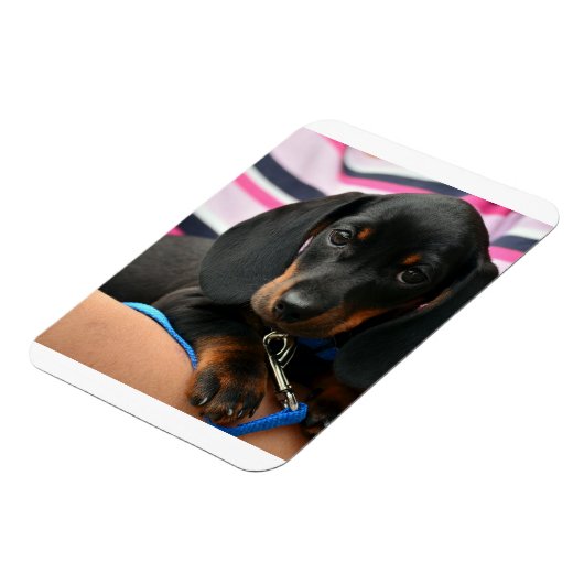 Dackel-Welpe niedlich Magnet (Linke Seite)