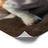 Dackel Welpe Poster (Ecke)