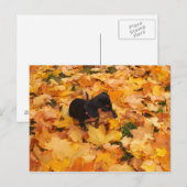 Dackel Welpe Postkarte (Vorne/Hinten)