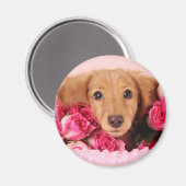 Dackel Welpe umgeben von Rose Magnet (Vorderseite/Rückseite)