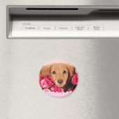Dackel Welpe umgeben von Rose Magnet (In Situ (Geschirrspüler))